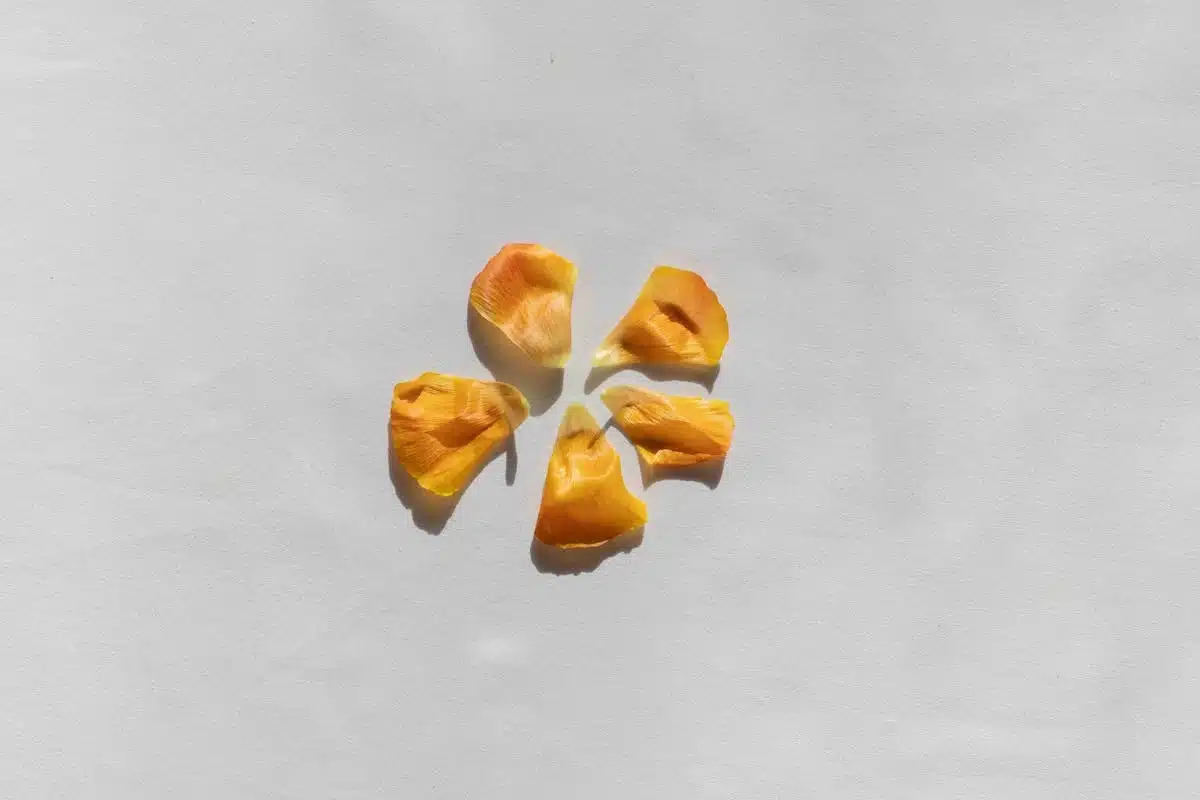 rosé gastronomie