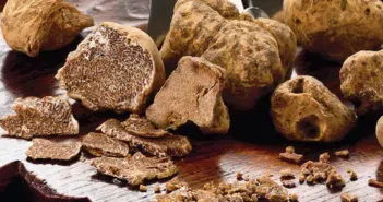 truffe blanche